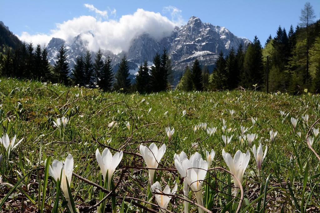 Alpine Spot Apartment Kranjska Gora Bagian luar foto